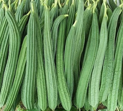 Ridge Gourd Seeds