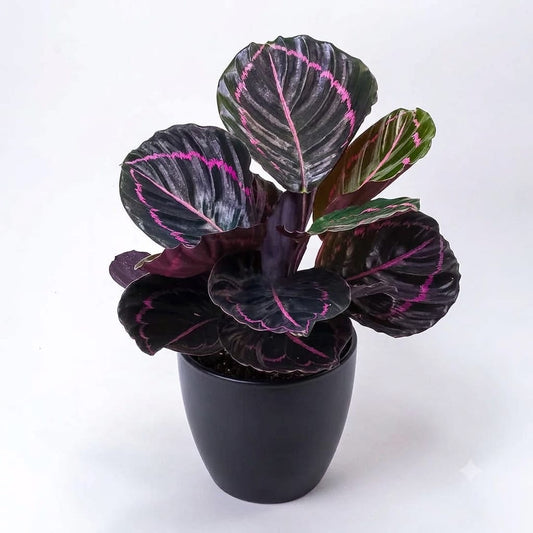Calathea Dottie