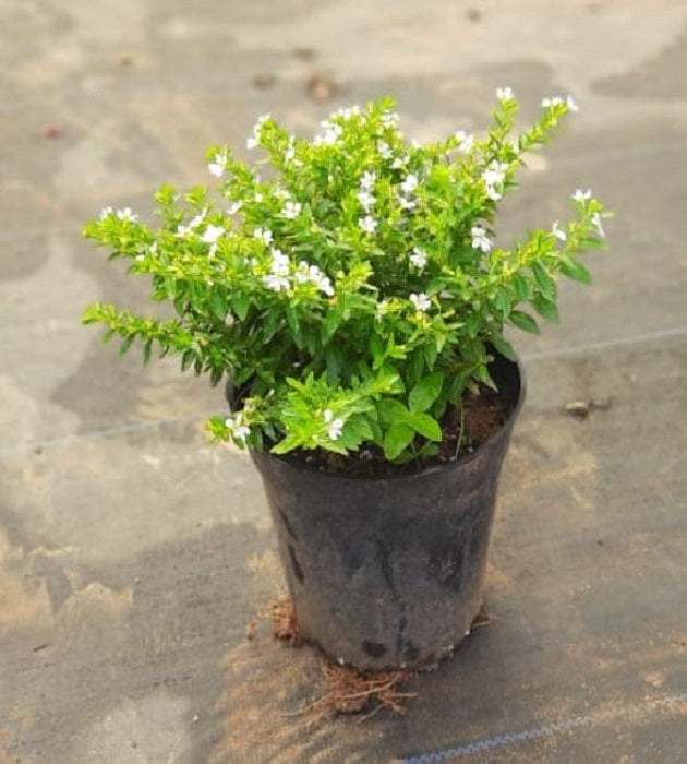Cuphea White