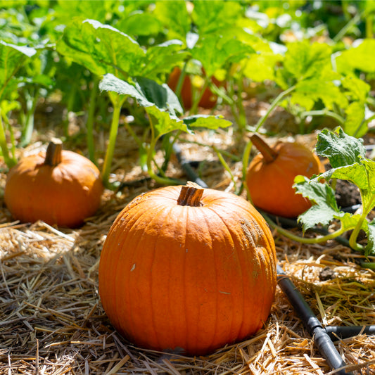 Pumpkin Seeds