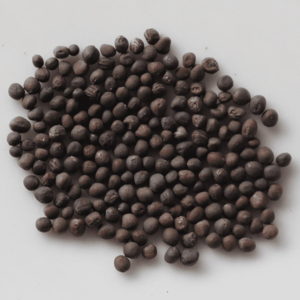 Noolkhol Seeds