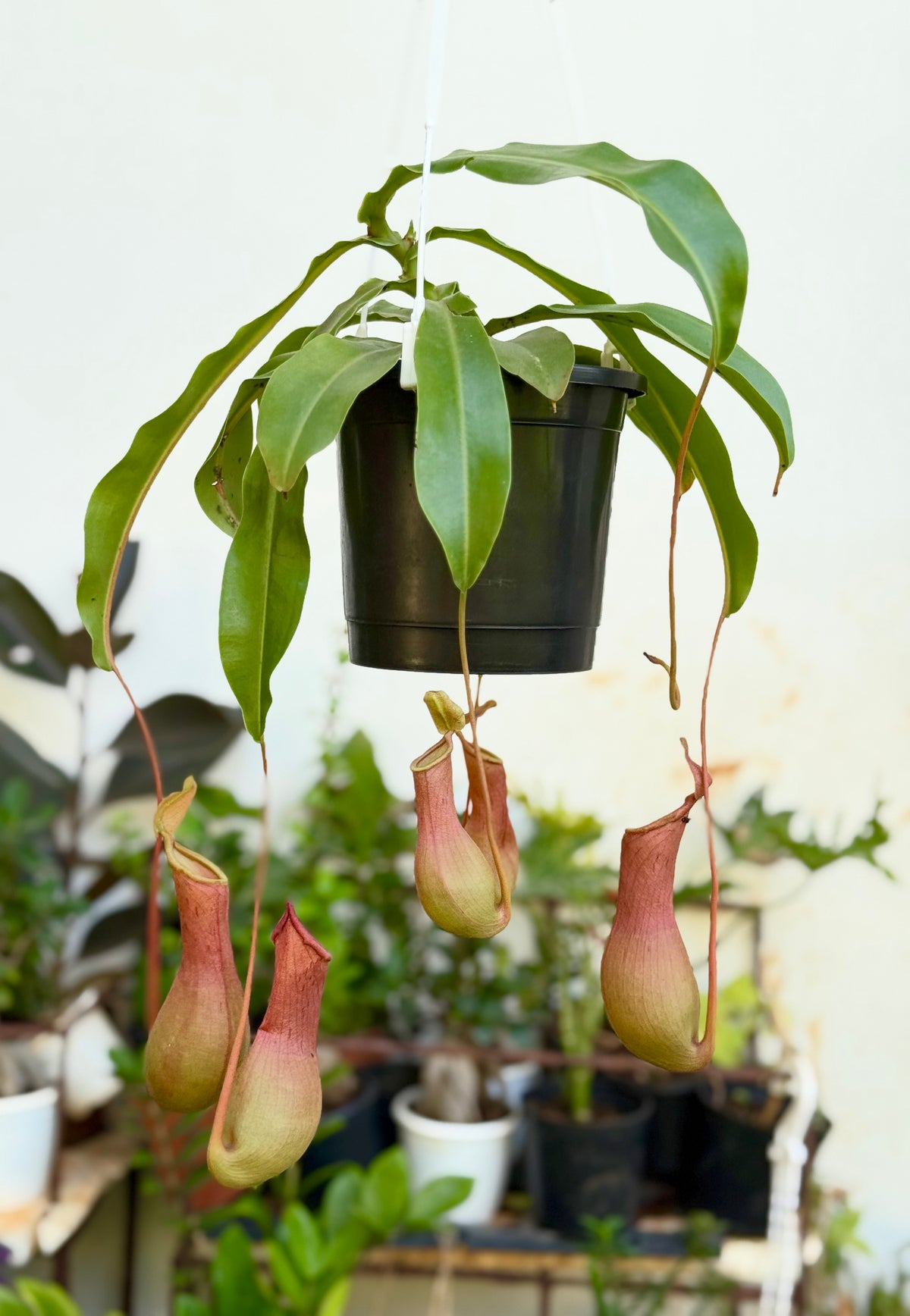 Pitcher Plant (ഇര പിടിയൻ ചെടി)