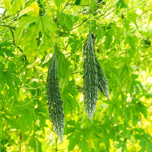 Bitter Gourd Seeds