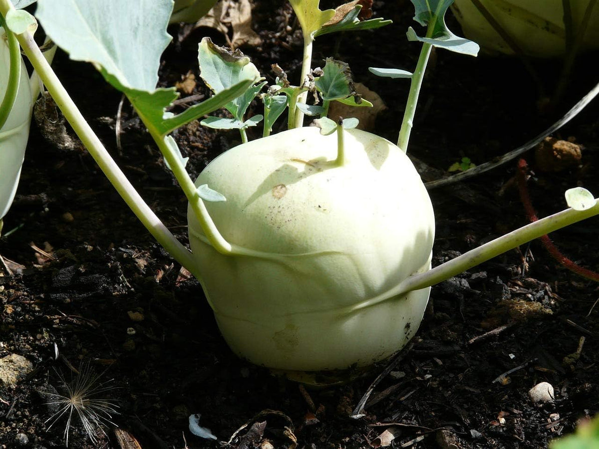 Noolkhol Seeds