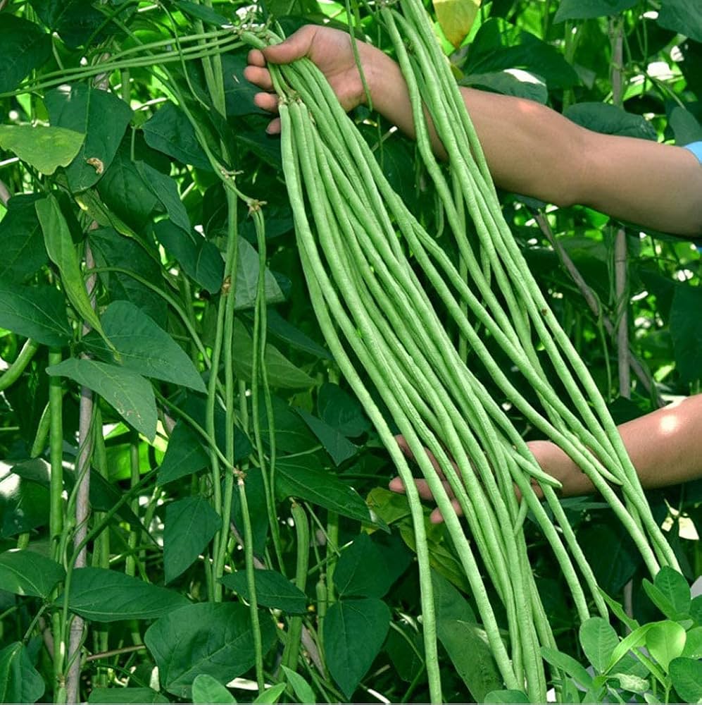 Long Beans Seeds