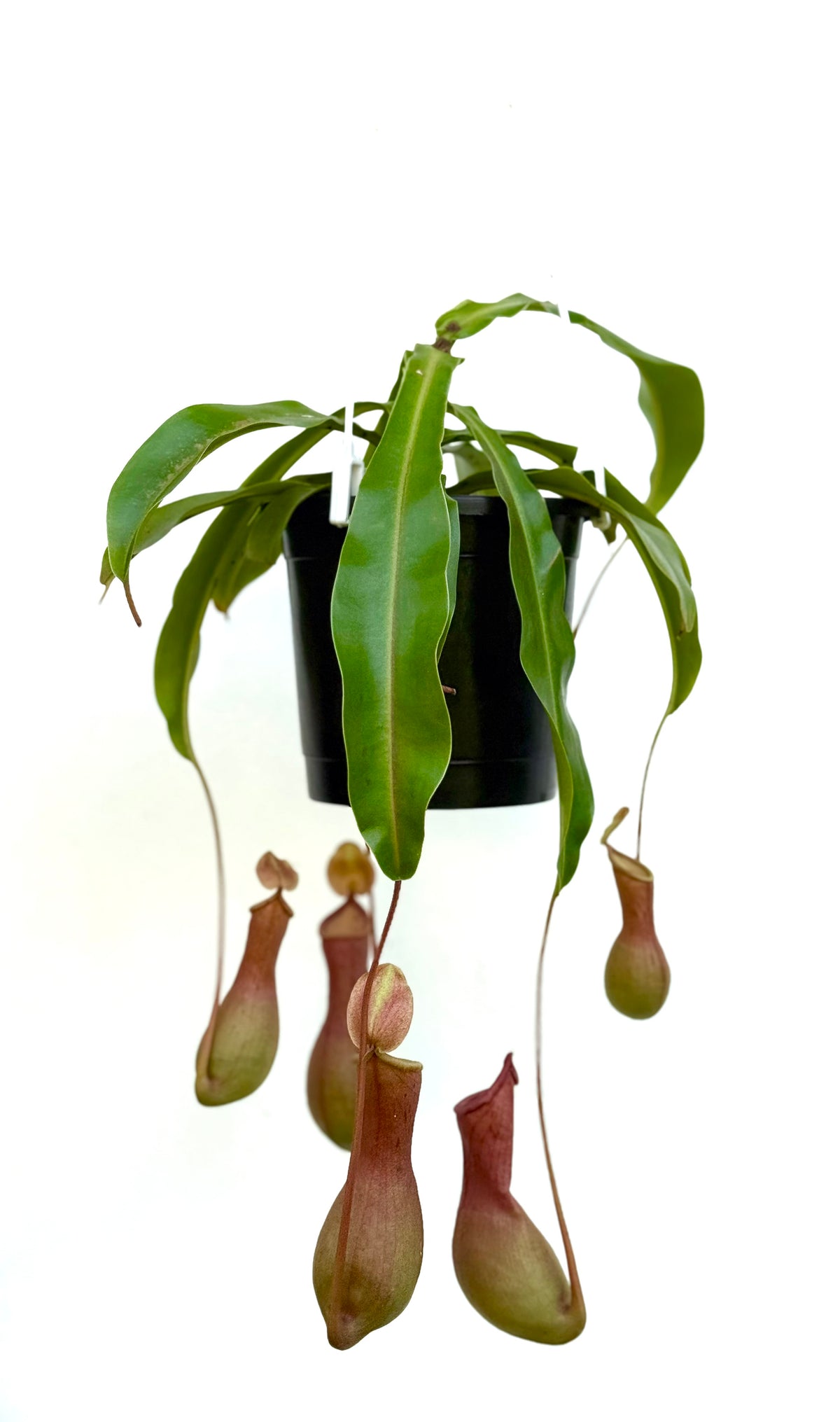 Pitcher Plant (ഇര പിടിയൻ ചെടി)