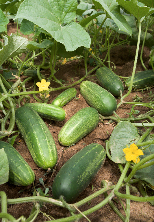 Cucumber Seeds