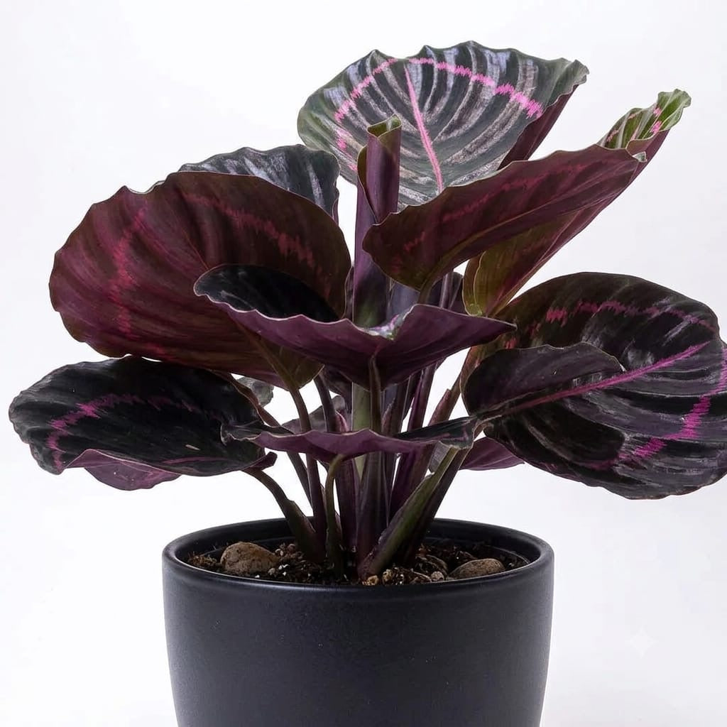Calathea Dottie