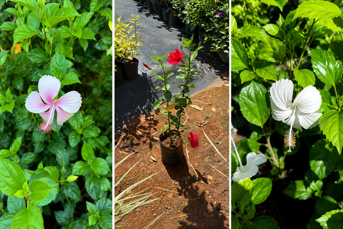 Hibiscus Nadan Chembarathi Combo of 3 Color