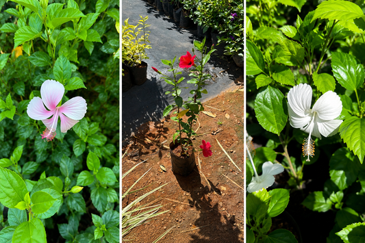 Nadan Chembarathi Combo of 3 Color