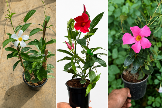 Mandevilla Combo of 3 Colors