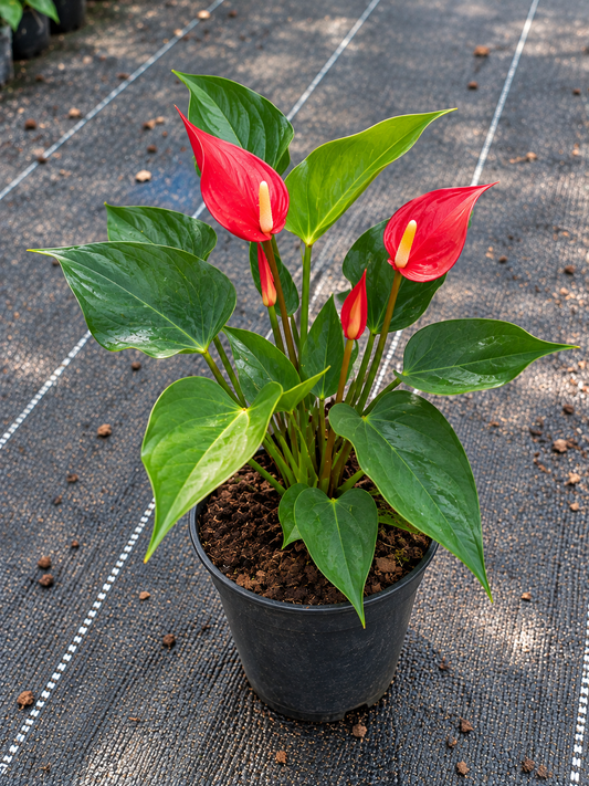 Anthurium Red