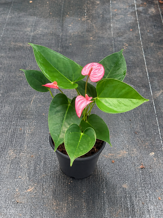 Anthurium Pink