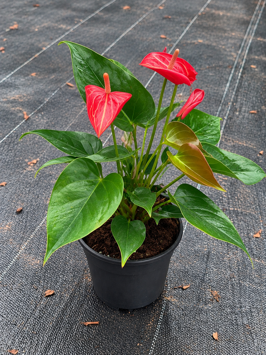 Anthurium Red