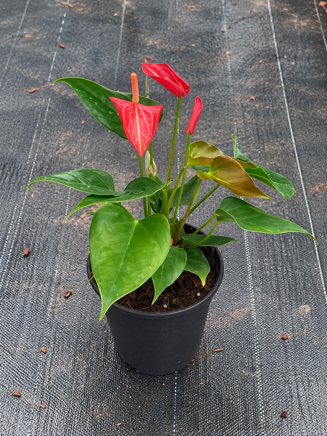 Anthurium Red