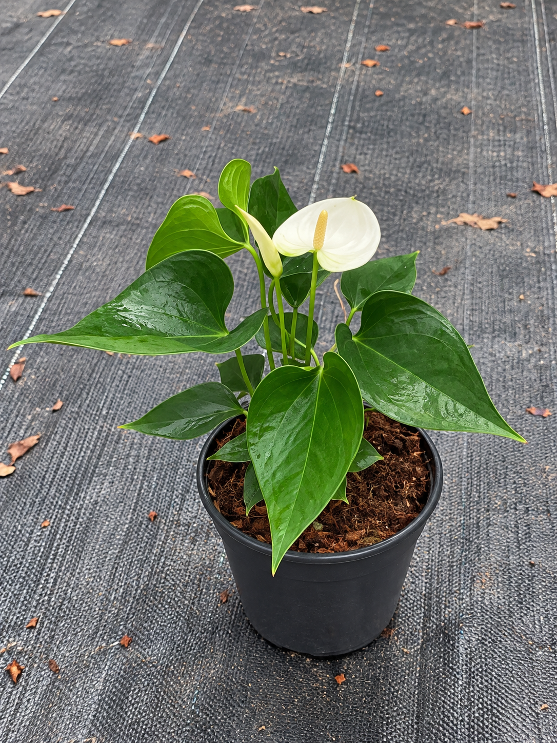 Anthurium white