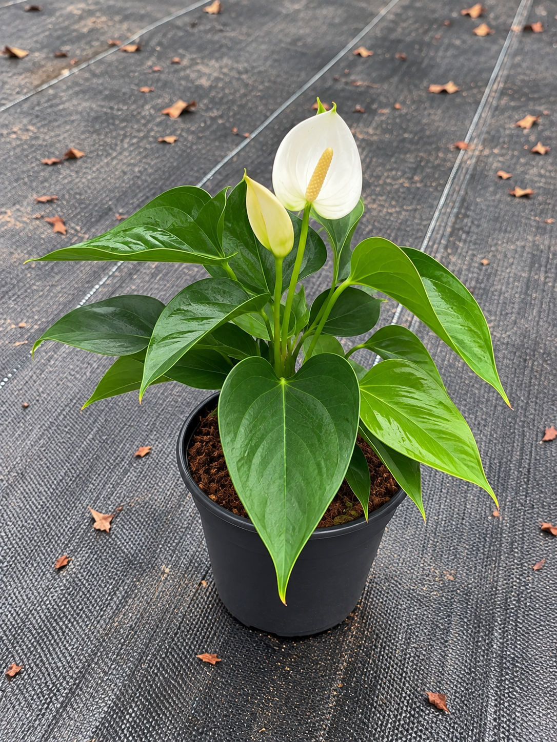 Anthurium white