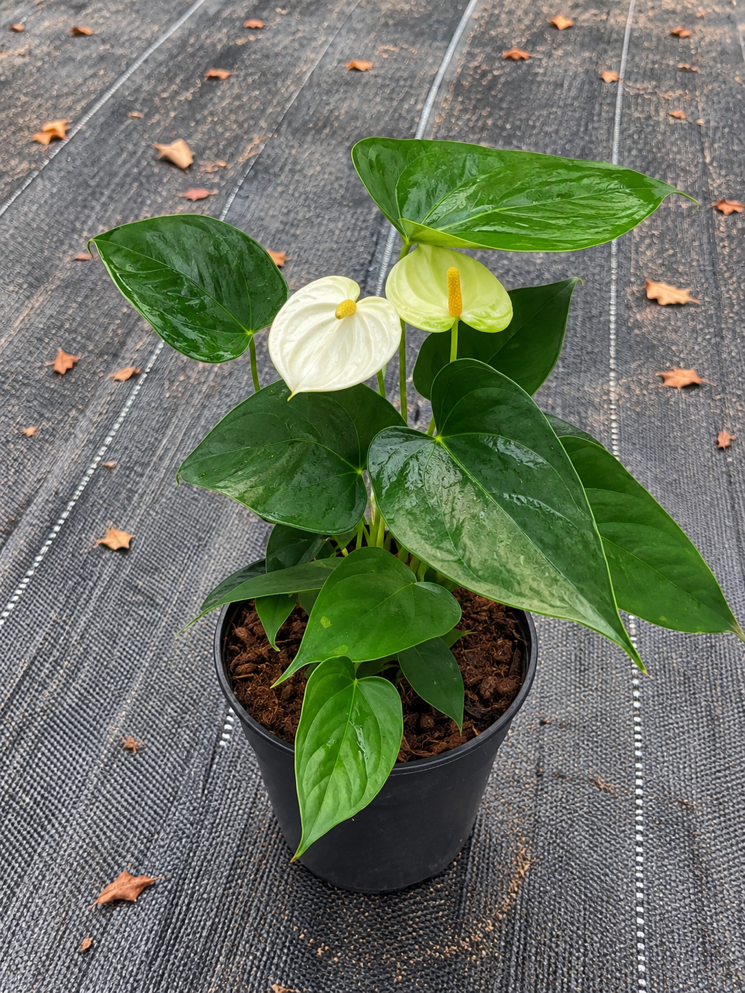 Anthurium Yellow