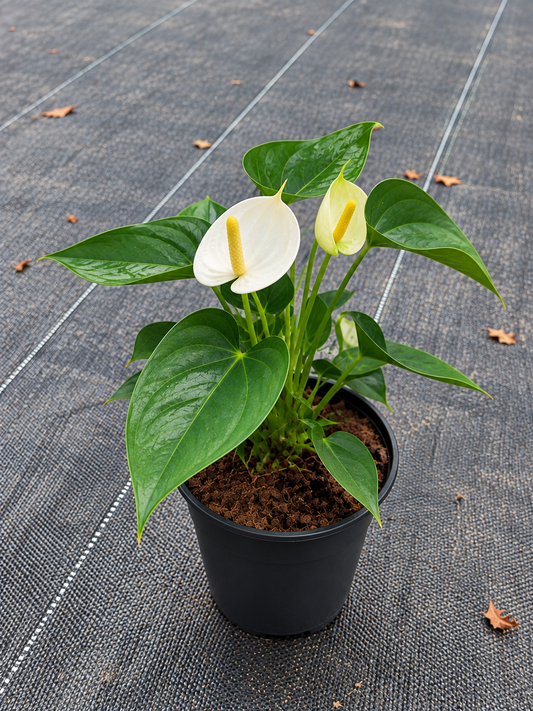 Anthurium Yellow