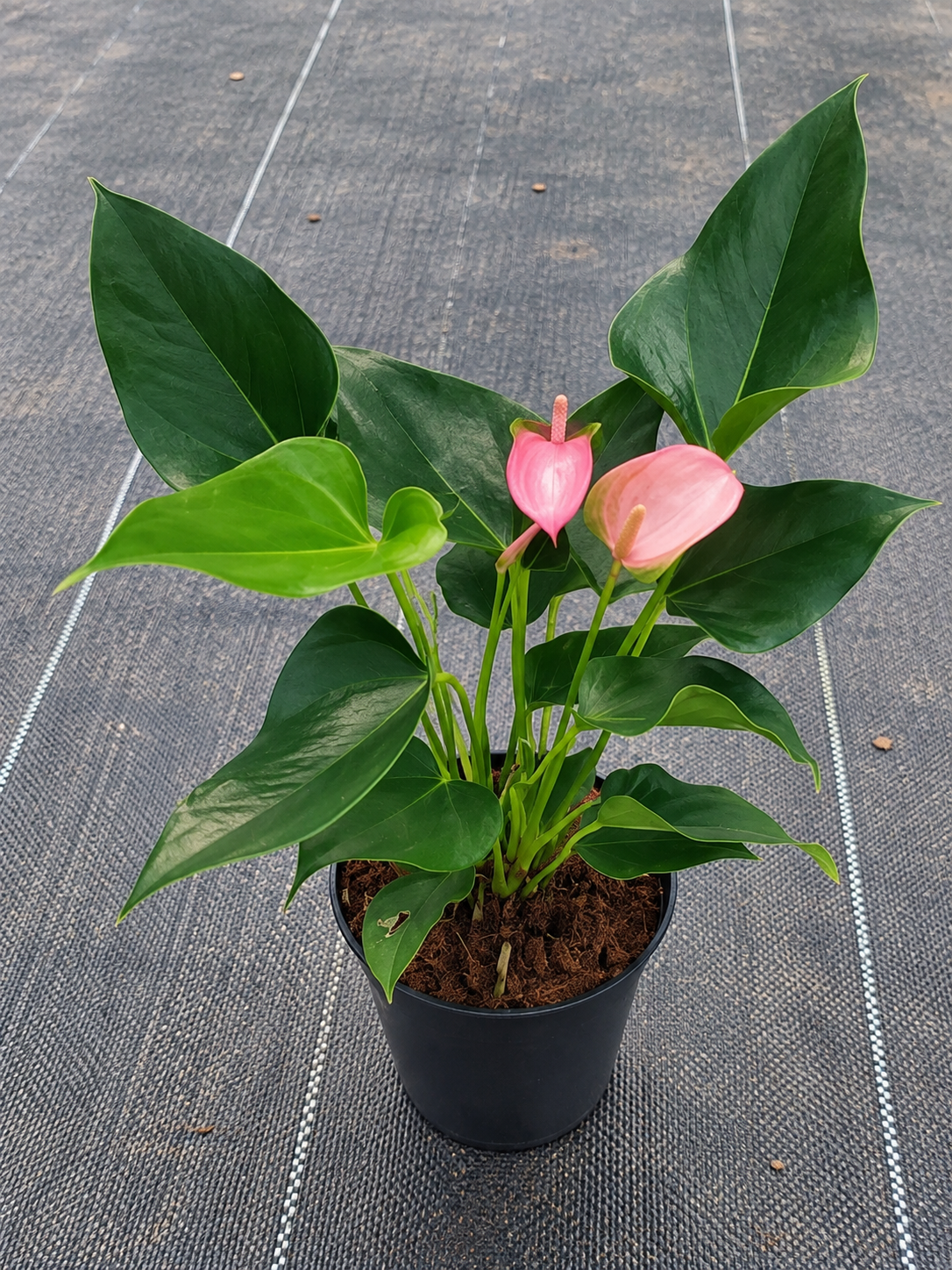 Anthurium Pink
