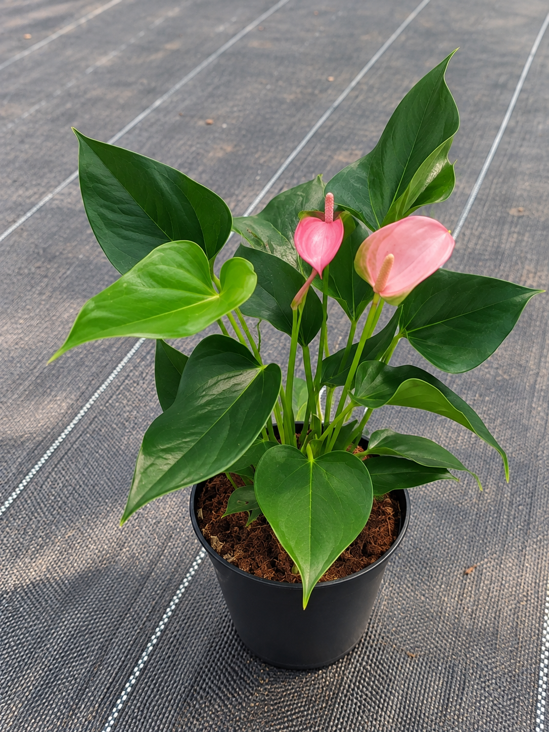 Anthurium Pink