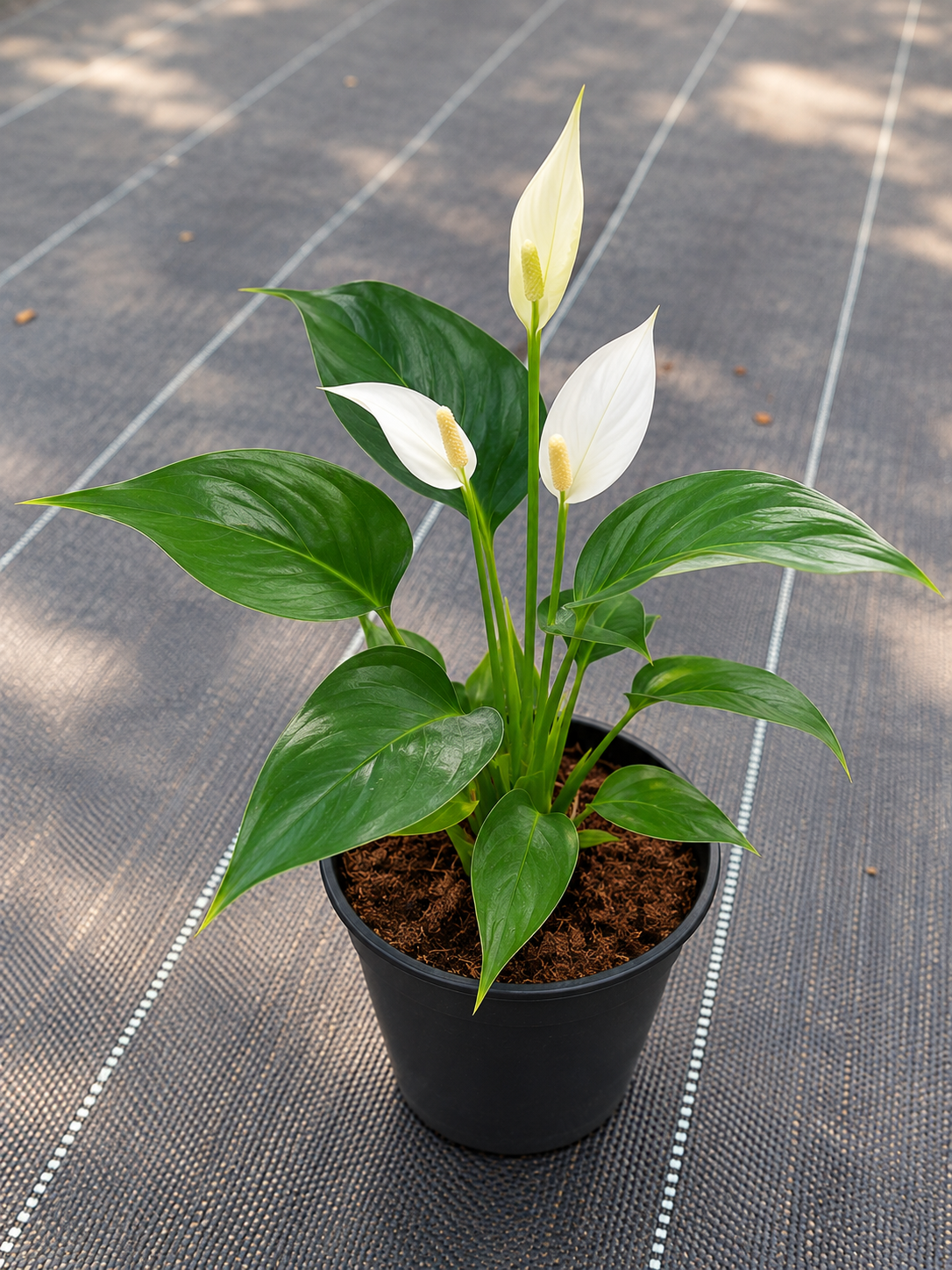 Anthurium White