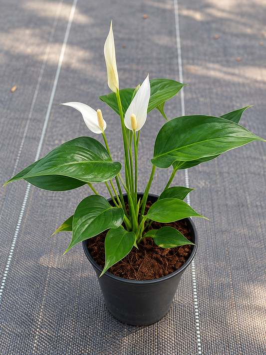 Anthurium White