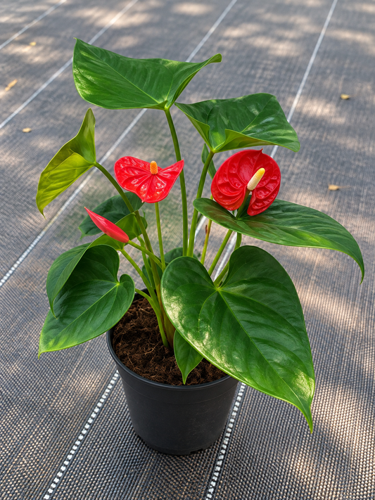 Anthurium Red