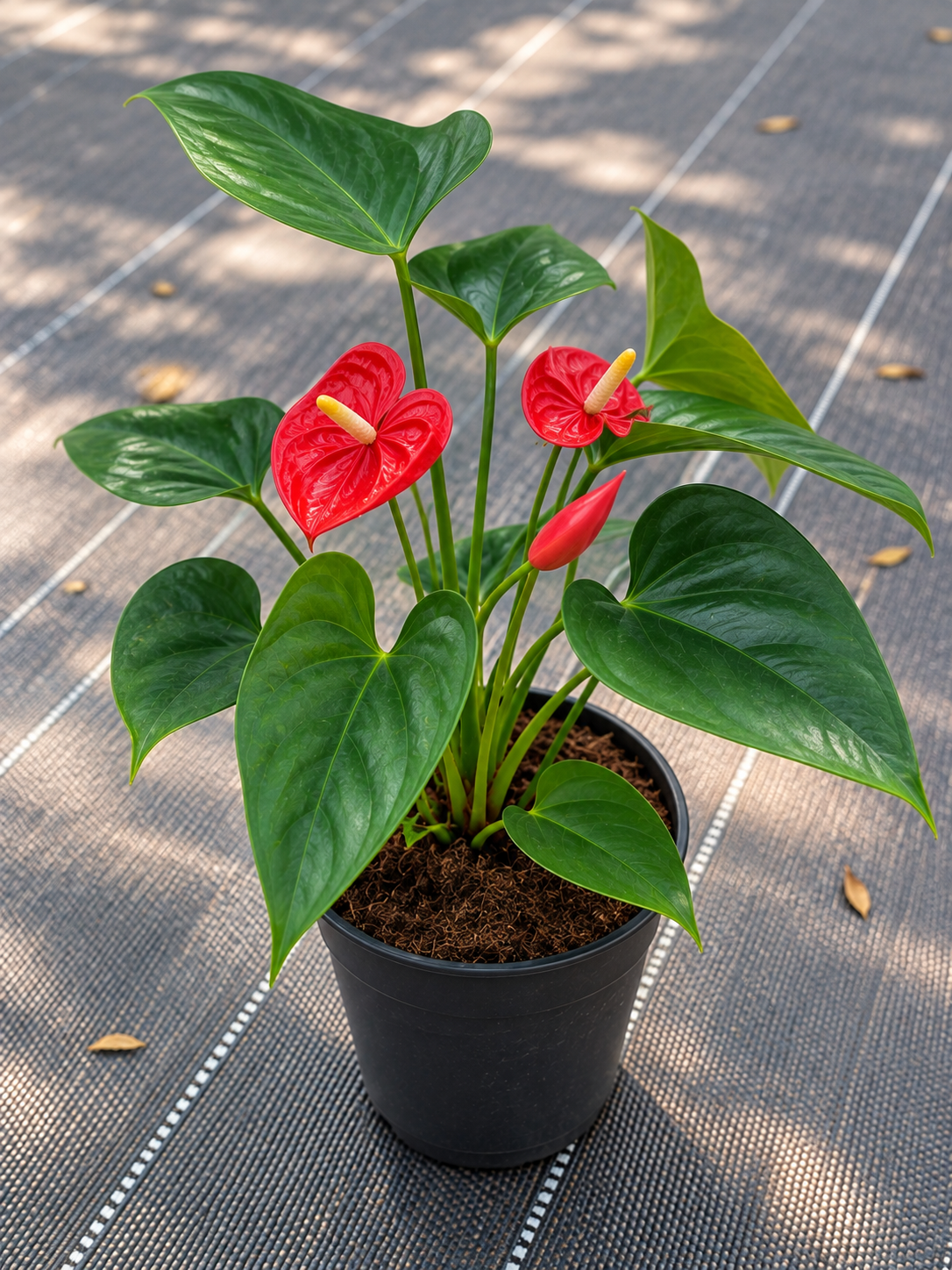 Anthurium Red