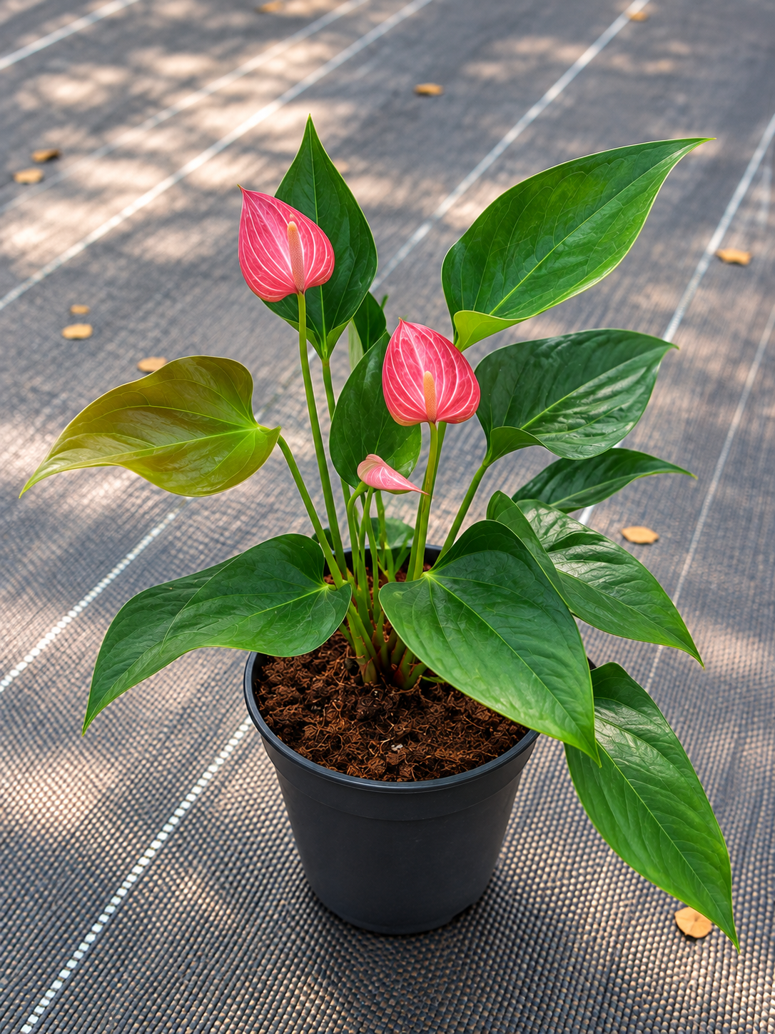 Anthurium Pink