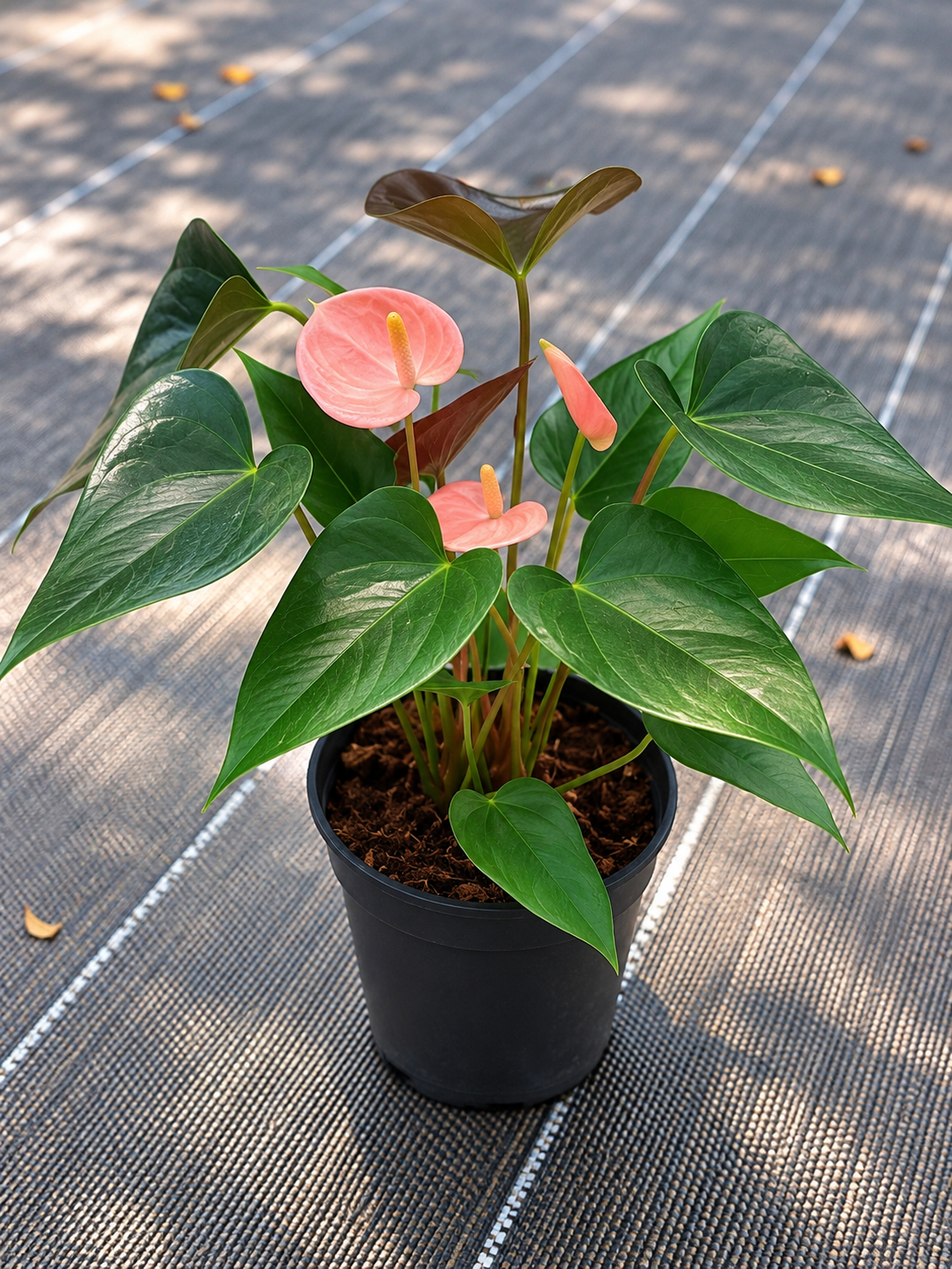 Anthurium Pink