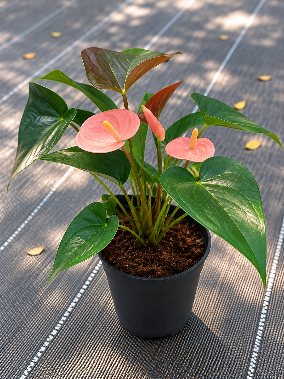 Anthurium Pink