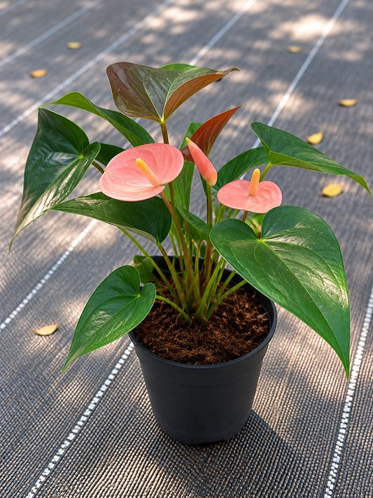 Anthurium Pink