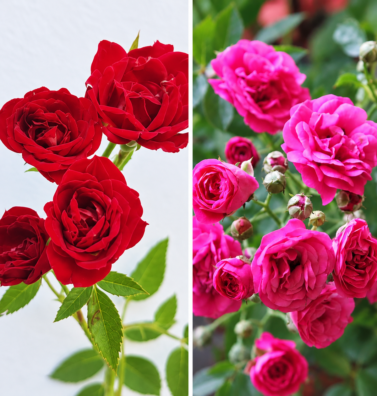 Creeper Rose Combo ( Red & Pink ) – Butterfly Nursery