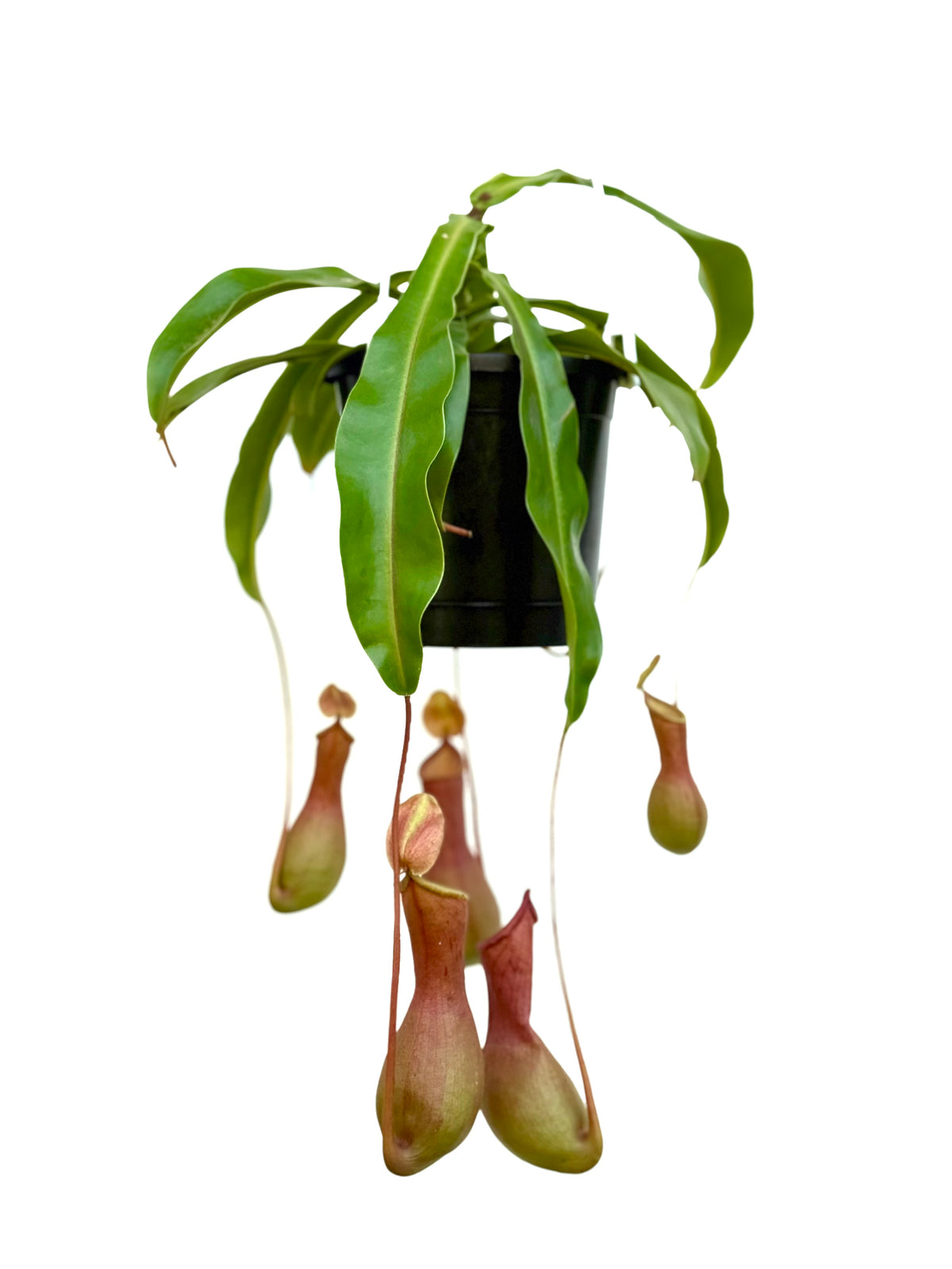 Pitcher Plant (ഇര പിടിയൻ ചെടി)