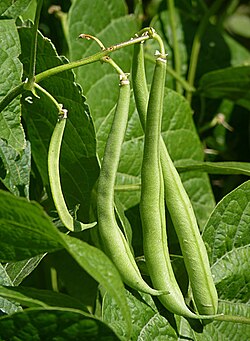 Beans Seeds