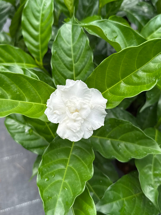 Multipetal Nandyarvattam