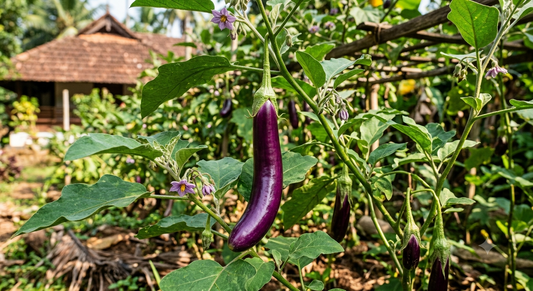 Purple Brinjal Long Seeds