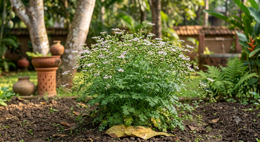 Coriander Plant Seeds