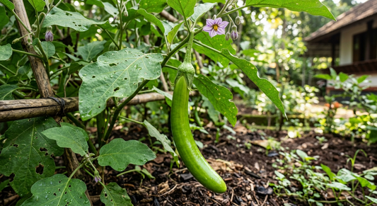 Green Brinjal Long Seeds