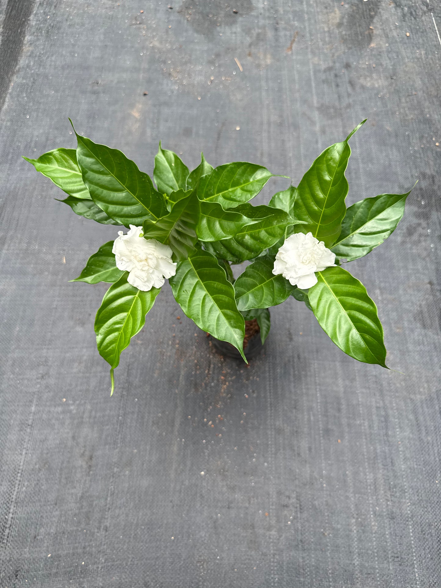 Multipetal Nandyarvattam