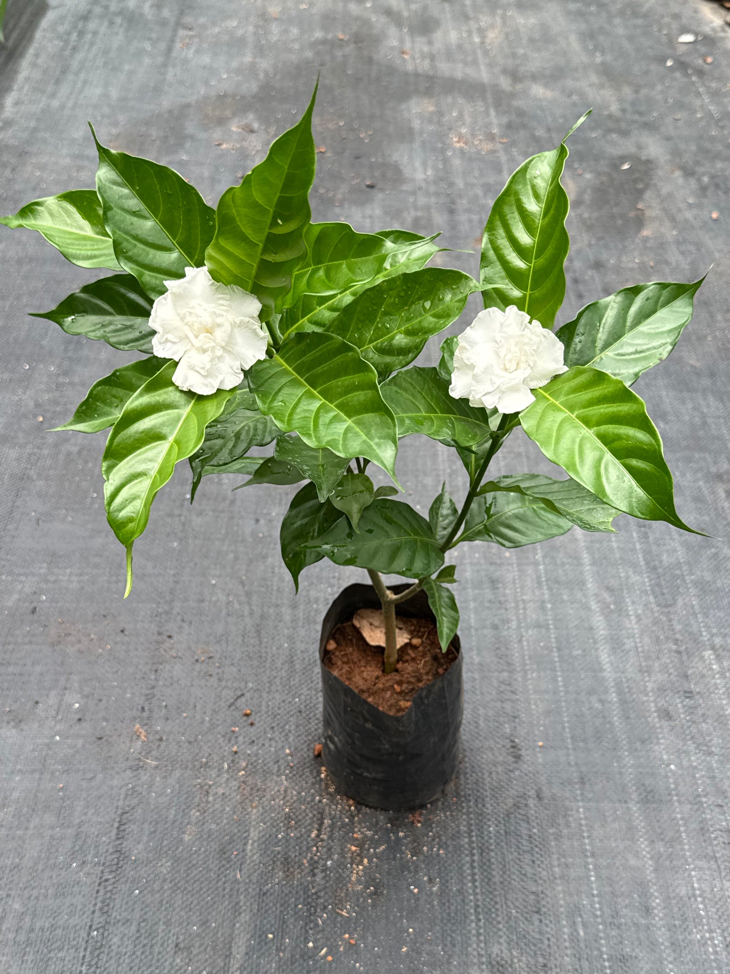 Multipetal Nandyarvattam