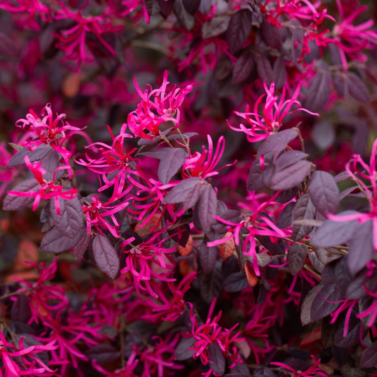 Loropetalum Plant (Chinese Fringe-Flower)