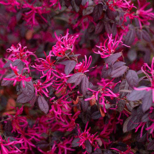 Loropetalum Plant (Chinese Fringe-Flower)