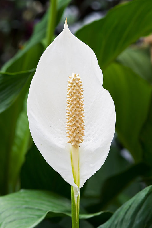 Peace Lilly