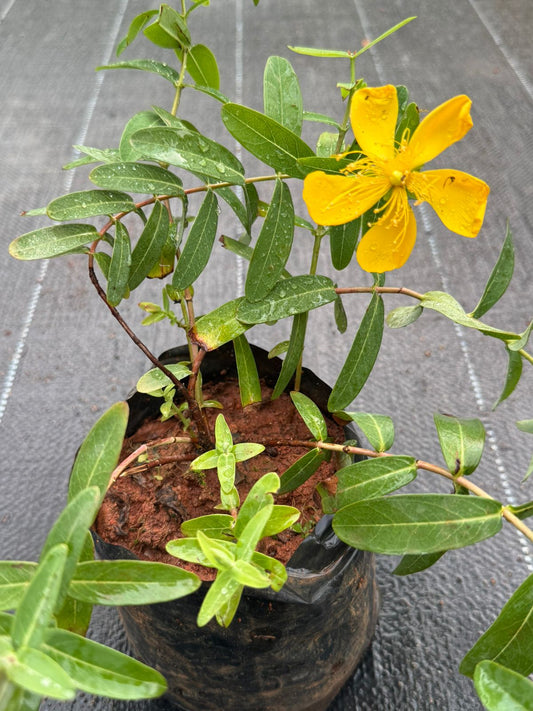 Melastoma Yellow