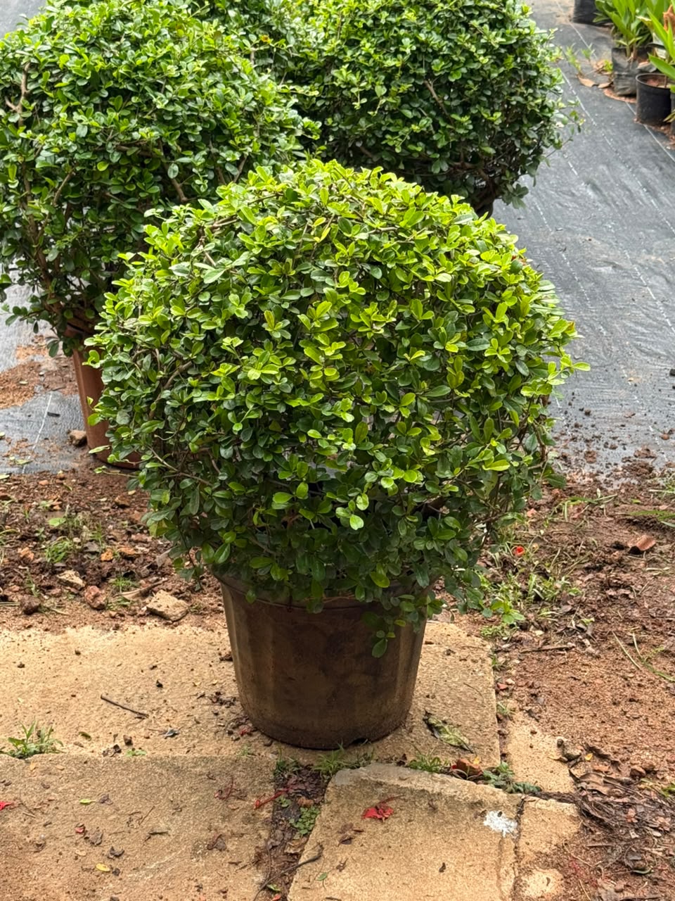 Malpighia Plant