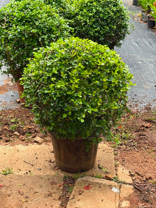 Malpighia Plant