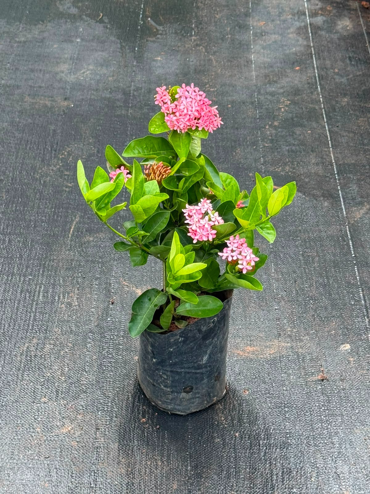 Chethi Pink