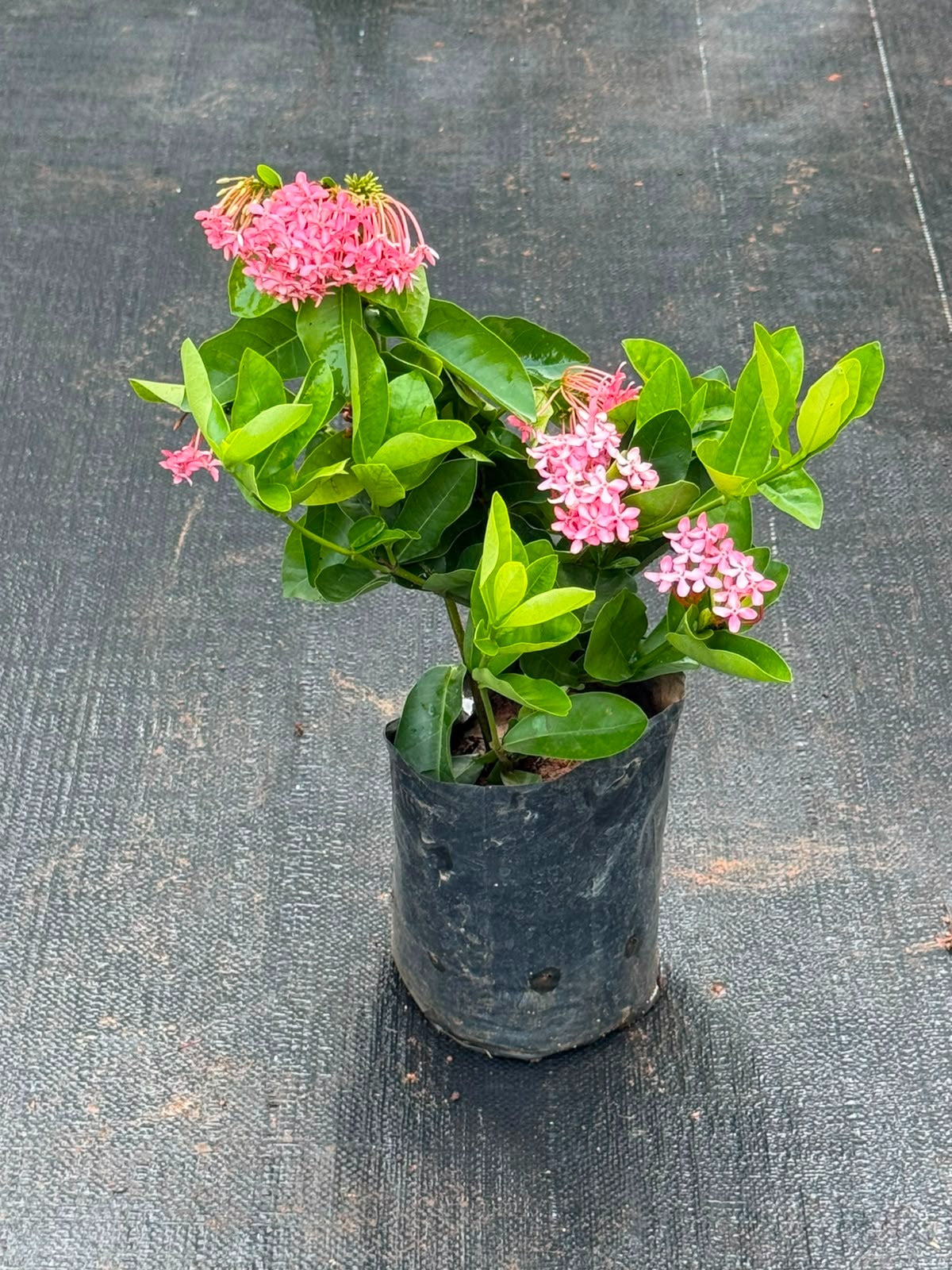 Chethi Pink